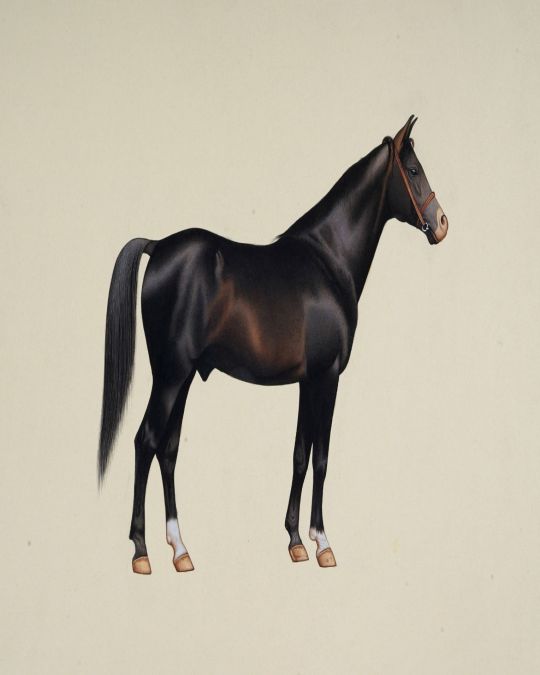 Beautiful Horse  Painting (unframed)