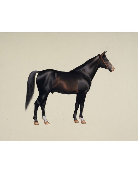 Beautiful Horse  Painting (unframed)